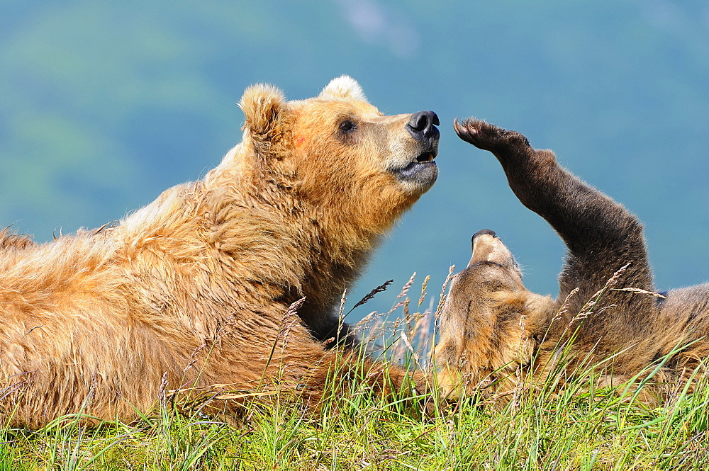 Brown Bear (Ursus Arctos) And Cub, Katmai National Park, Alaska, United States Of America