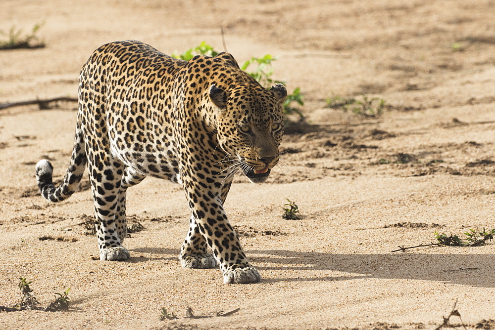 Leopard (Panthera Pardus), Sabi Sand Game Reserve, South Africa