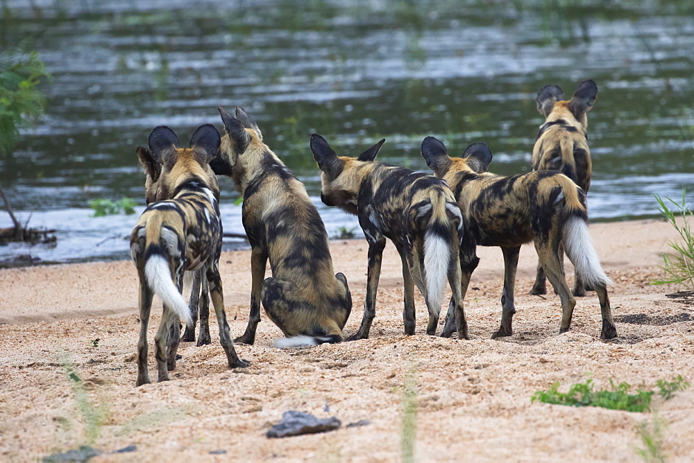 A Pack Of Cape Hunting Dogs (Lycaon Pictus) Looking To Cross A River, South Africa