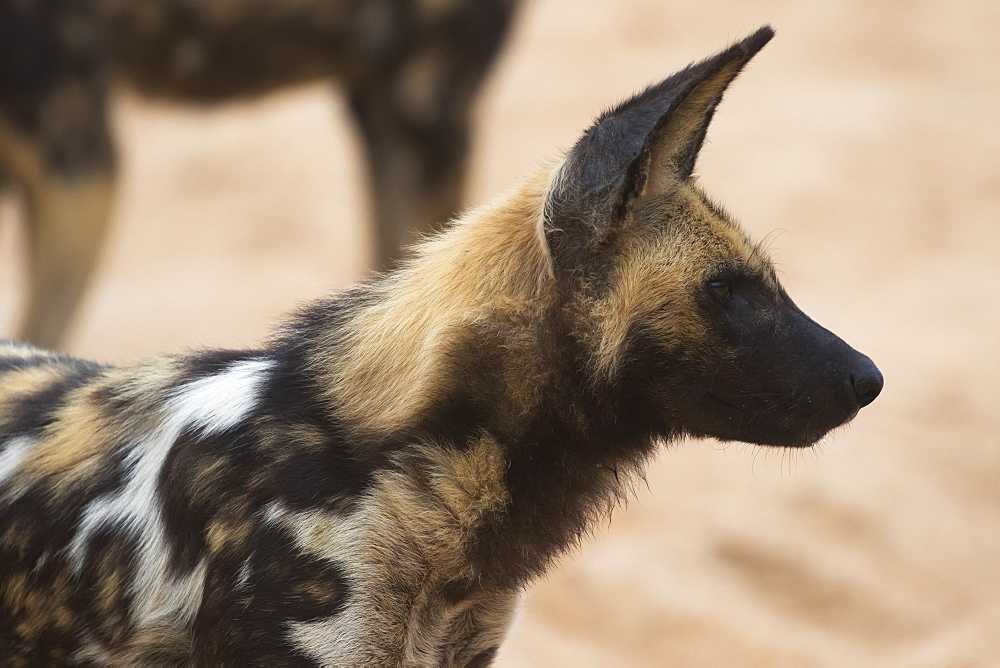 Cape Hunting Dog (Lycaon Pictus), Sabi Sand Game Reserve, South Africa