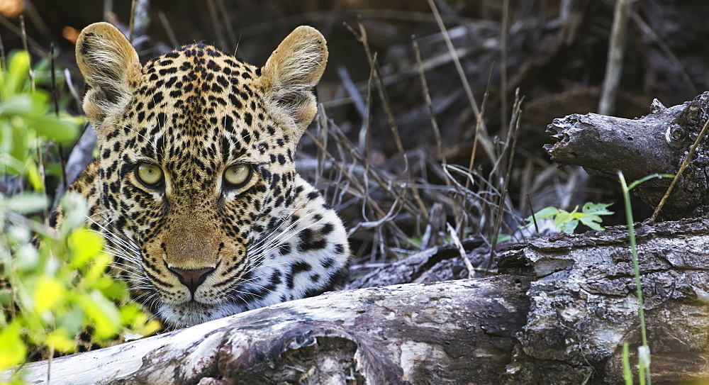 Leopard (Panthera Pardus), Sabi Sand Game Reserve, South Africa