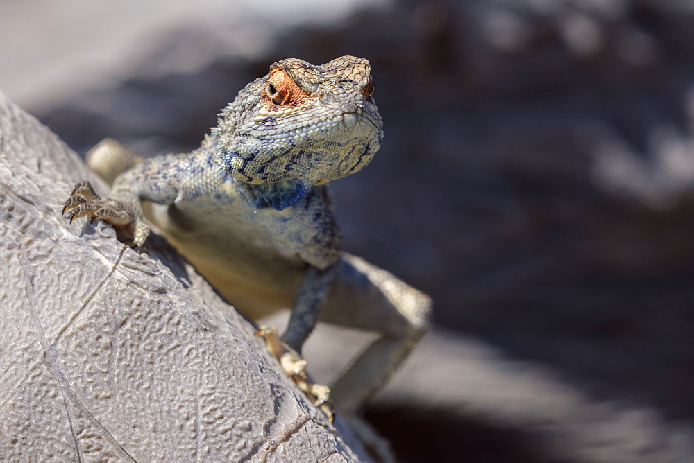 Lizard Lookng Over A Rock In The Desert, Namibia