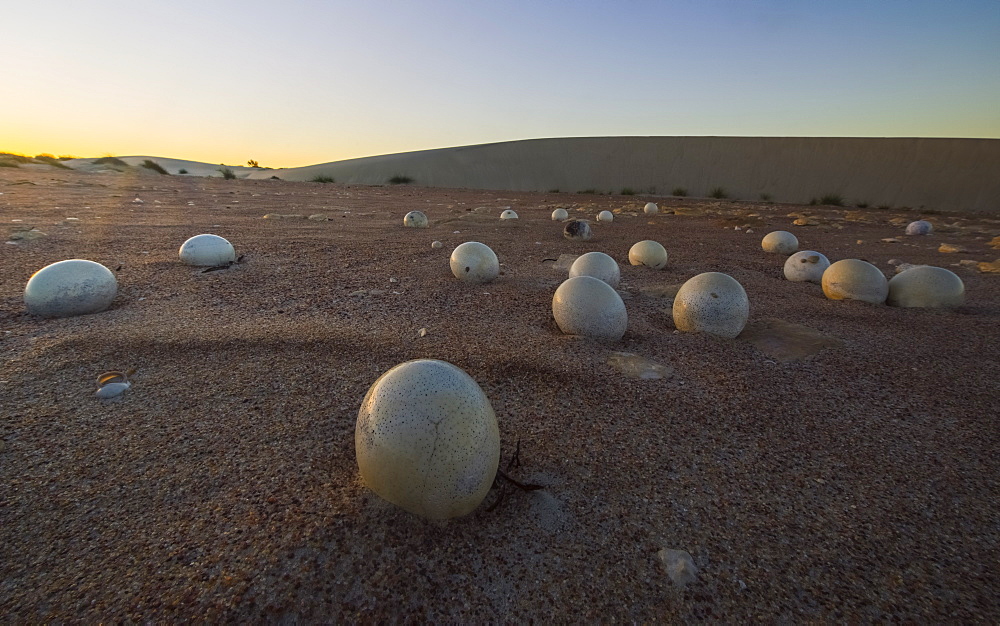 Abandoned Ostrich Eggs In The Desert, Namaqualand National Park, South Africa