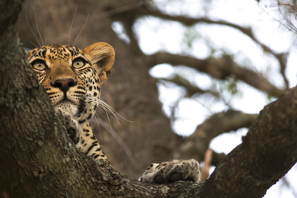 Leopard (Panthera Pardus) Lounging In A Tree Looking For It's Next Meal, Sabi Sand Game Reserve, South Africa