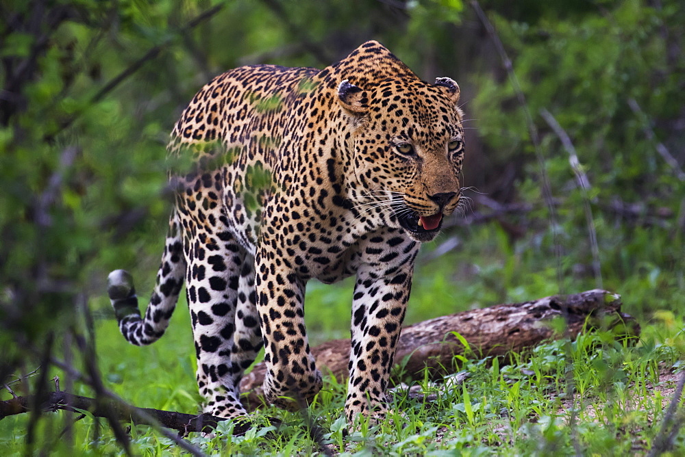 Male Leopard (Panthera Pardus) Walking Through The Trees, Sabi Sand Game Reserve, South Africa