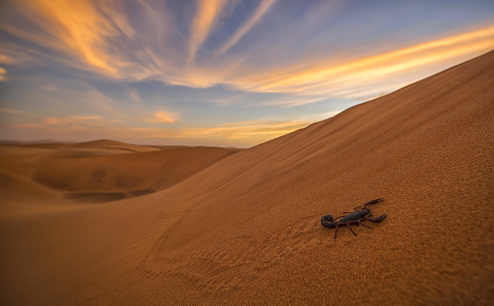 Scorpion Walking Through The Desert, Swakopmund, Namibia