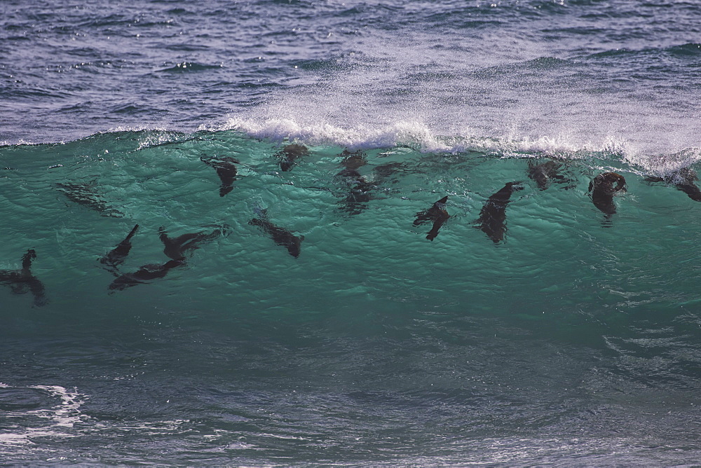 Cape Fur Seals (Arctocephalus Pusillus) Swimming In The Surf, Namaqualand National Park, South Africa