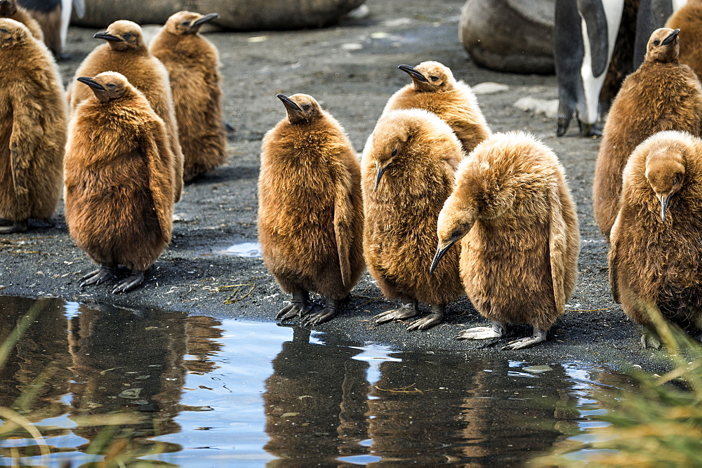 Juvenile King Penguins (Aptenodytes Patagonicus) Standing At The Water's Edge