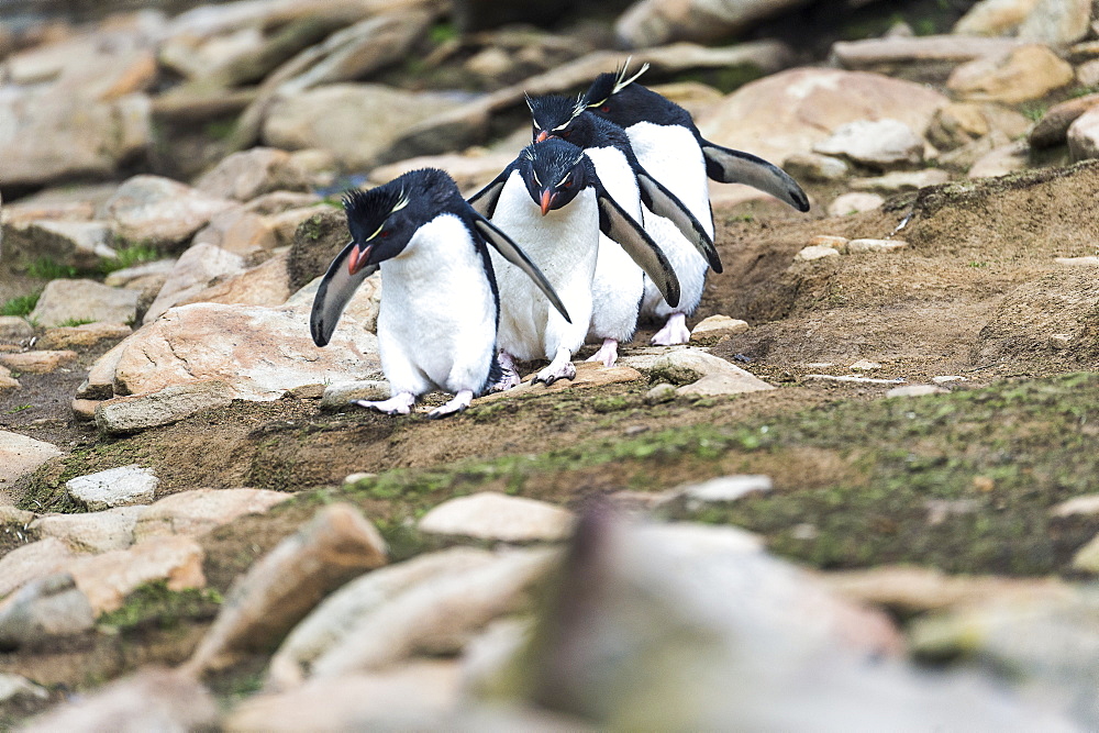 Rockhopper Penguins (Eudyptes) Walking In A Row