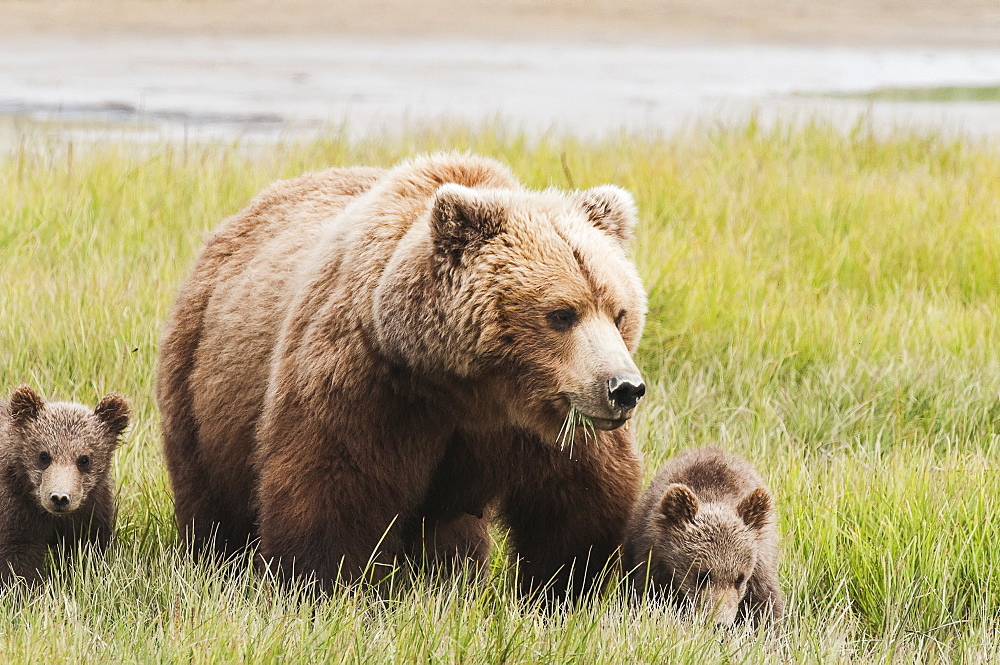 Brown Bear (Ursus Arctos) Sow Grazing With Her Cubs In A Grass Field