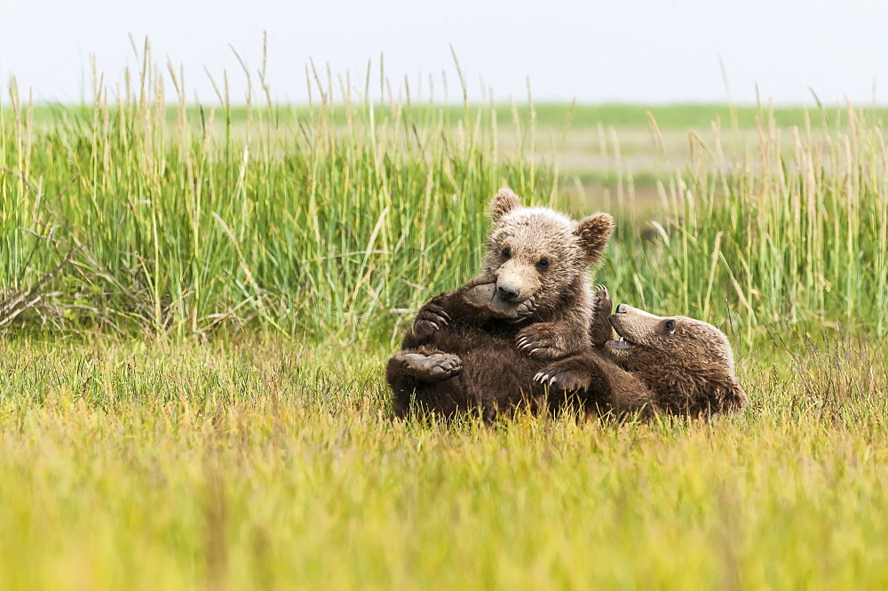 Brown Bear (Ursus Arctos) Cubs Playing In A Grass Field