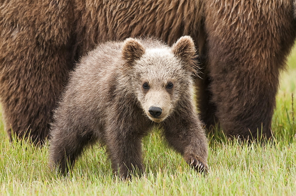 Brown Bear (Ursus Arctos) Cub In A Grass Field Beside It's Mother