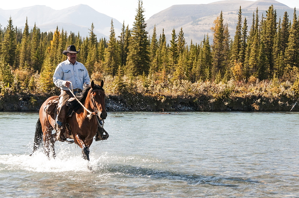 Cowboy And Horse Crossing River, Clearwater County, Alberta, Canada