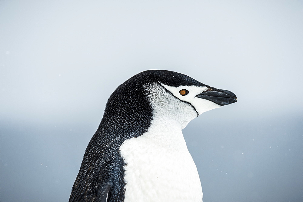 Chinstrap Penguin (Pygoscelis Antarctica) Portrait, Half Moon Island, South Shetland Islands, Antarctica