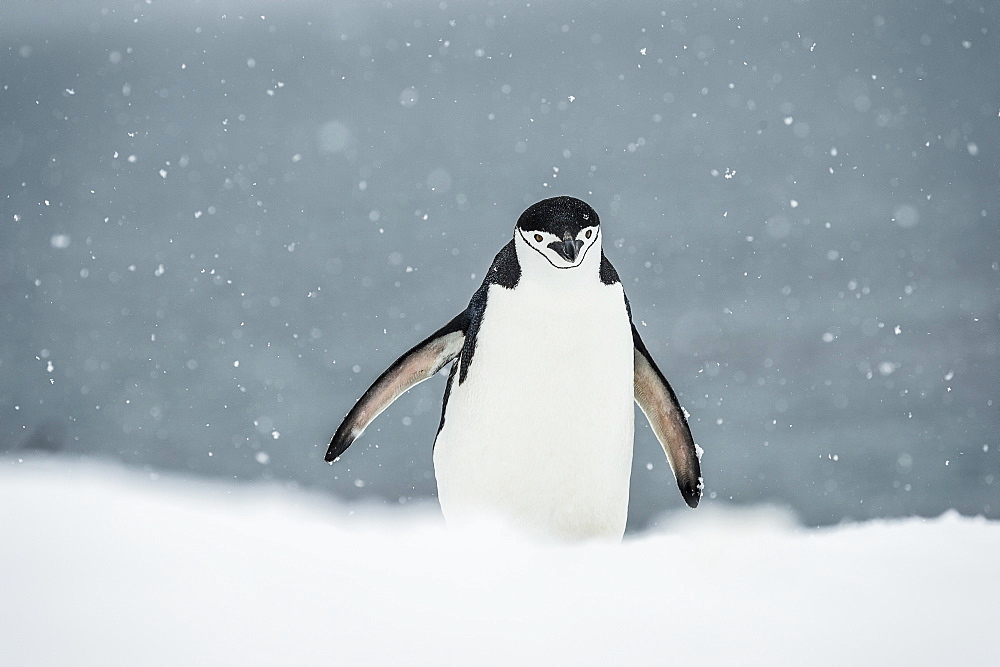 Chinstrap Penguin (Pygoscelis Antarctica) In A Snowfall, Half Moon Island, South Shetland Islands, Antarctica