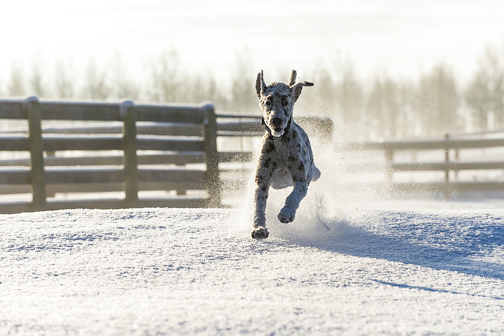 Dog Running In The Snow, Cremona, Alberta, Canada