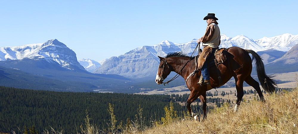 Cowboy Riding With A View Of The Rocky Mountains, Ya-Ha-Tinda Ranch, Clearwater County, Alberta, Canada