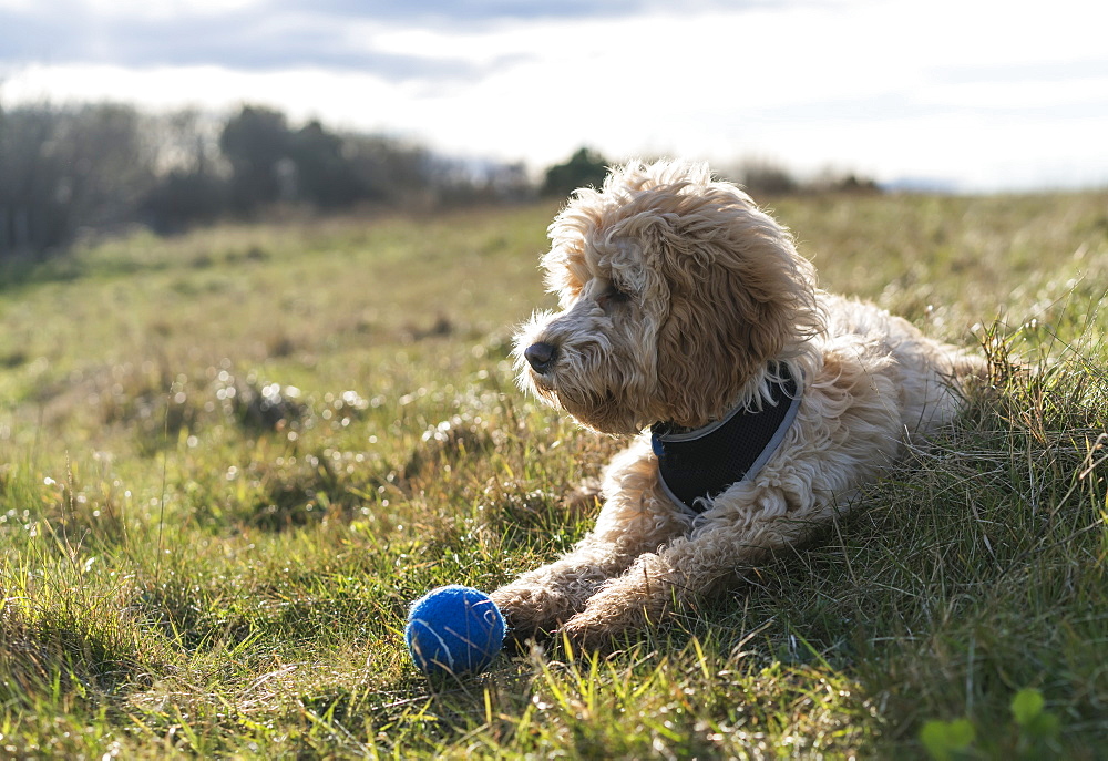 Cockapoo Laying On The Grass With A Blue Ball, South Shields, Tyne And Wear, England