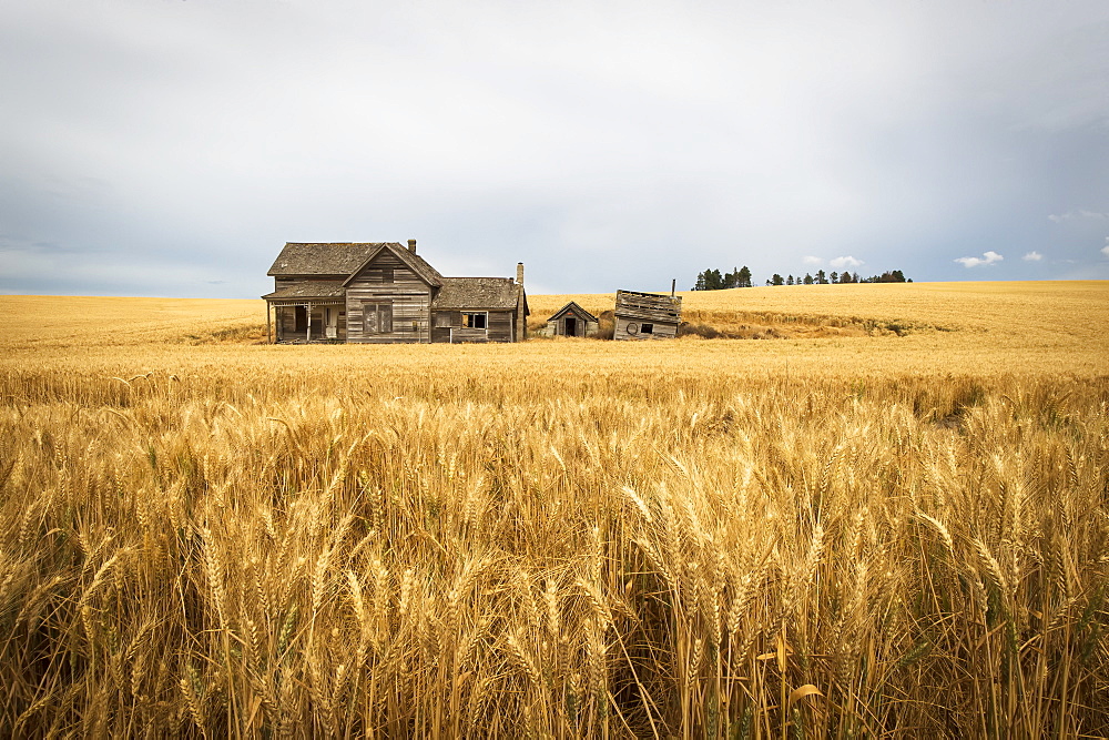 An Old Wooden Farmstead In A Wheat Field, Palouse, Washington, United States Of America