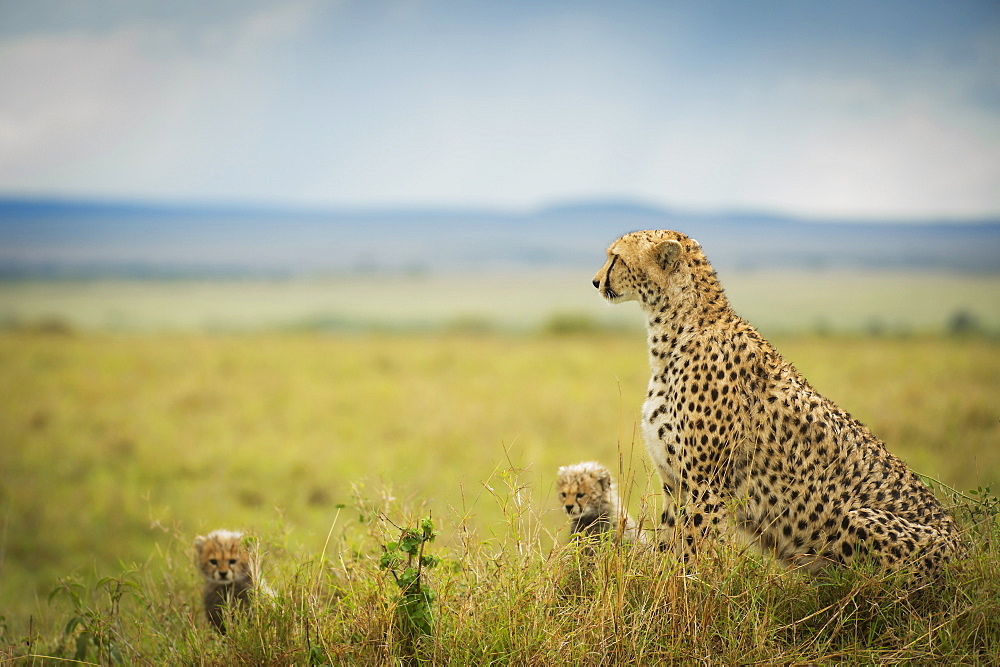 Cheetah (Acinonyx Jubatus) With It's Cubs, Maasai Mara National Reserve, Kenya