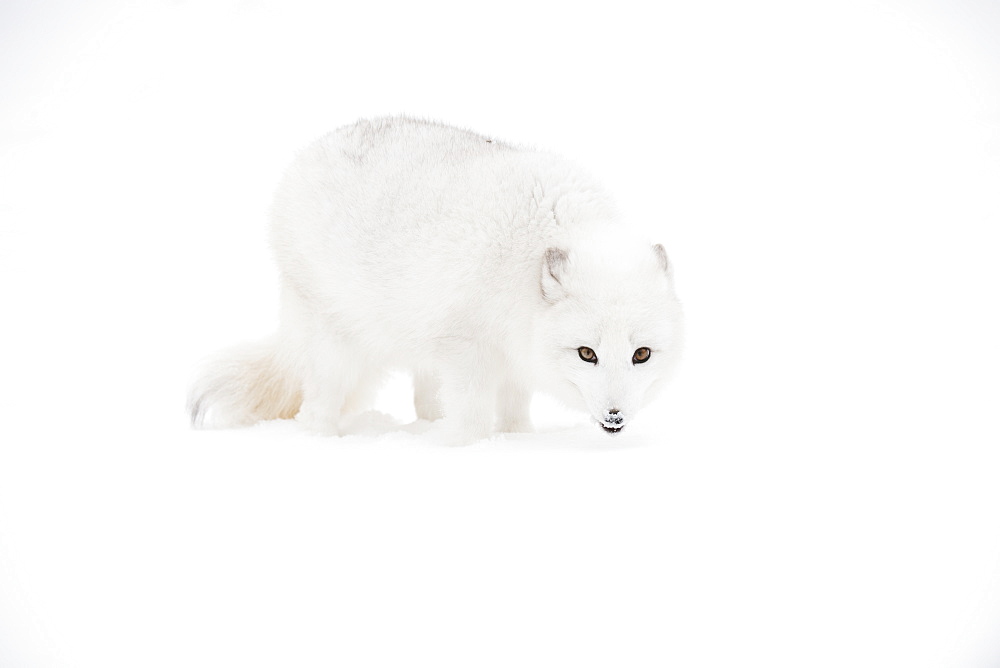 Arctic Fox (Vulpes Lagopus) In The Snow, Triple D Ranch, California, United States Of America