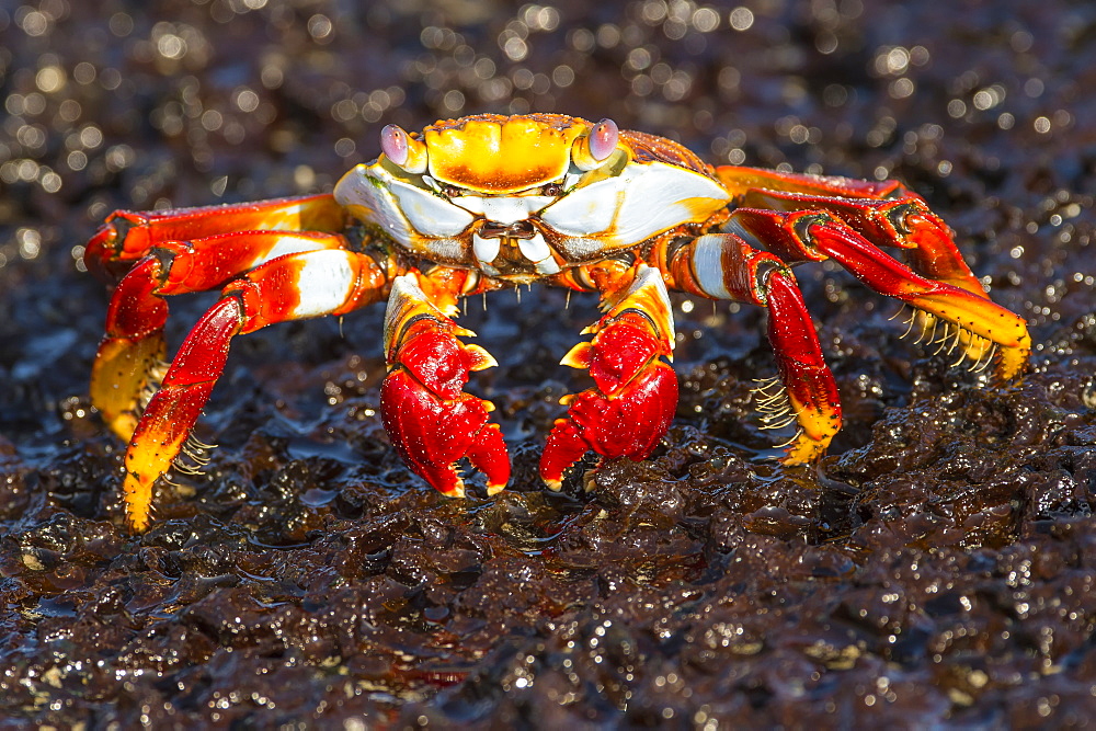 Painted Crab (Ocypode Gaudichaudii), Galapagos Islands, Ecuador