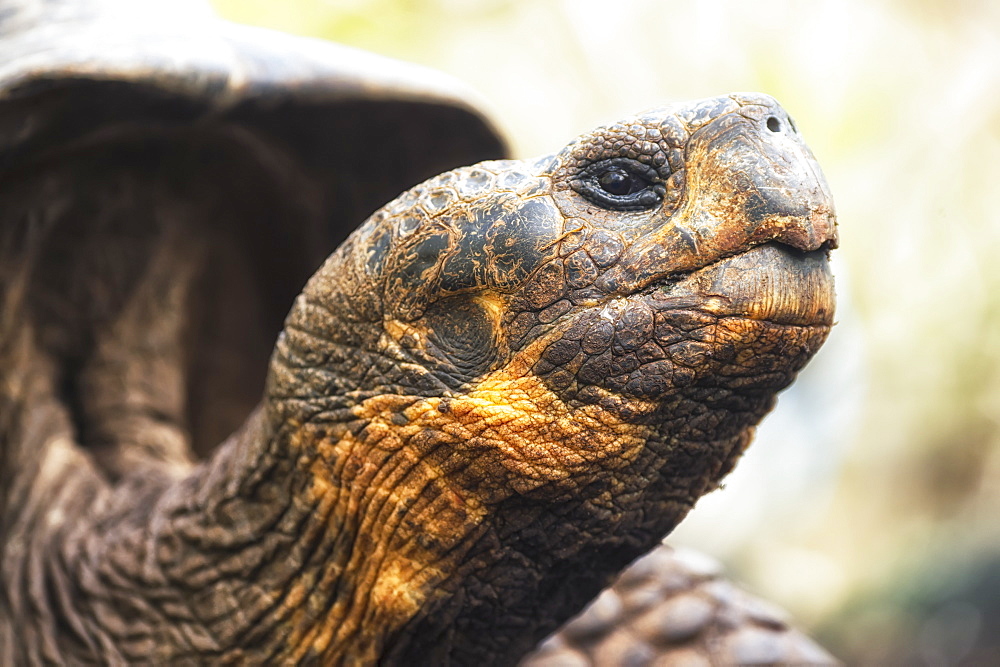 Tortoise, Galapagos Islands, Ecuador