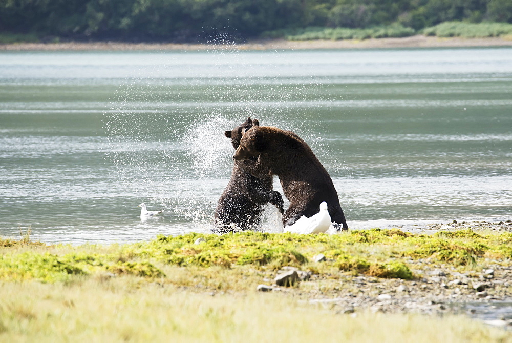 Alaskan Coastal Bears (Ursus Arctos) Fighting, Geographical Bay, Alaska, United States Of America