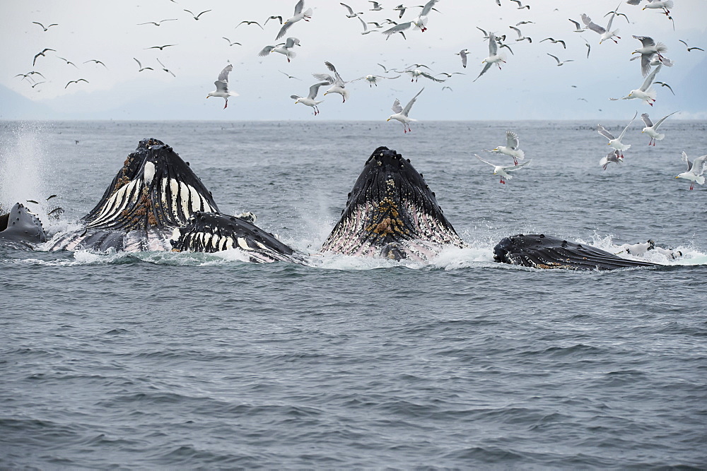 Humpback Whales (Megaptera Novaeangliae) Bubble Feeding In The Seward Harbour, Seward, Alaska, United States Of America