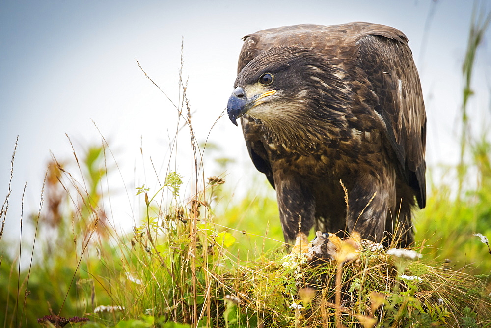 Juvenile Eagle, Geographical Bay, Alaska, United States Of America