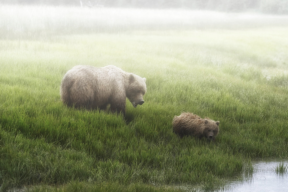 Alaska Peninsula Brown Bear (Ursus Arctos Horribilis) And It's Cub Walking To The Edge Of A Lake On A Foggy Morning, Lake Clark National Park, Alaska, United States Of America