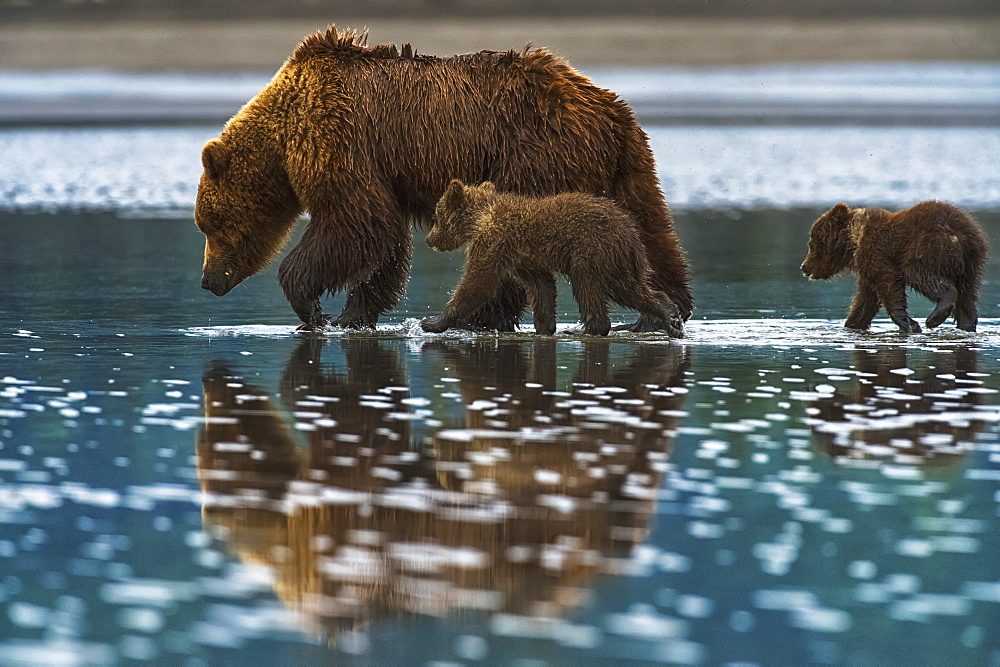 Brown Bear (Ursus Arctos) Walks In The Shallow Water With It's Cubs Following, Lake Clark National Park, Alaska, United States Of America