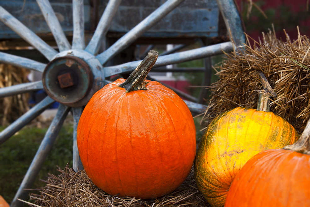 Pumpkins And Wagon Wheel, Stowe, Vermont, United States Of America