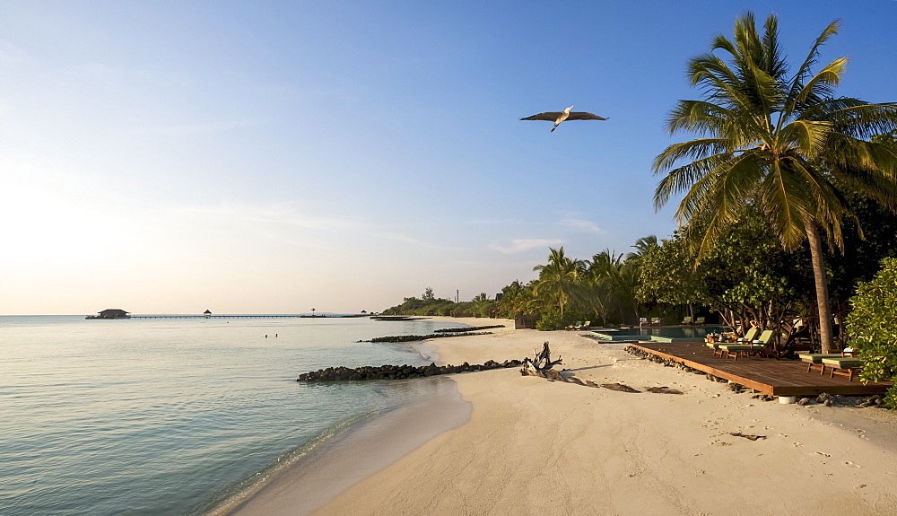 Palm Fringed, White Sand Beach With Heron Flying Overhead