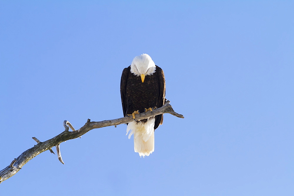 Adult Bald Eagle (Haliaeetus Leucocephalus) Perched On Branch In South-Central Alaska, Alaska, United States Of America