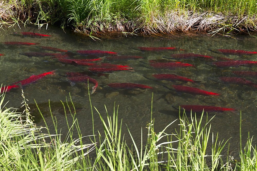 Red Sockeye Salmon (Oncorhynchus Nerka) Turning From Silver To Red After Entering Fresh Water To Spawn In A Small Stream Near Mile 33 Of The Seward Highway In Summertime, South-Central Alaska, Alaska, United States Of America