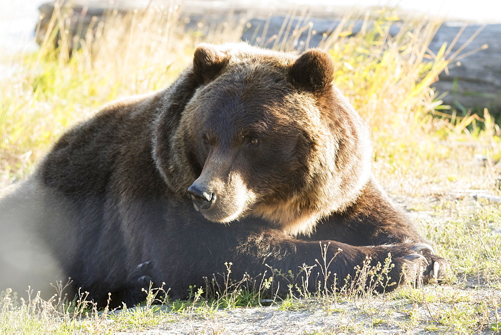 Captive: Grizzly Resting In Afternoon Sunlight At The Alaska Wildlife Conservation Center, Southcentral Alaska