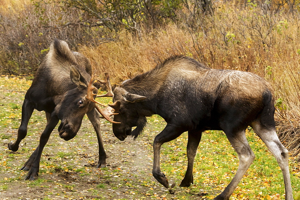 Young Bull Moose (Alces Alces) Play-Fighting On The Coastal Trail In Kincaid Park, Rutting Season, Autumn, Anchorage, Alaska, United States Of America