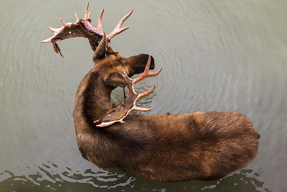 Bull Moose (Alces Alces), Captive, Alaska Wildlife Conservation Centre, Portage, Alaska, United States Of America