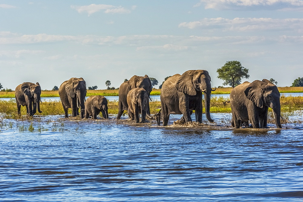 Line Of Elephants (Loxodonta Africana) Crossing River In Sunshine, Botswana