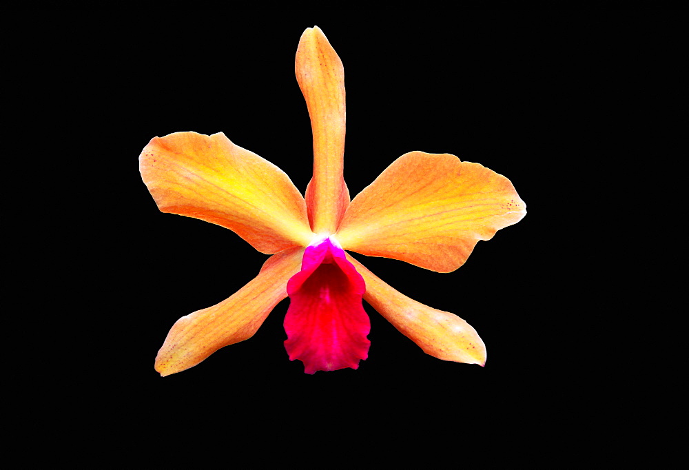 Close Up Of A Unique Tropical Flower On A Black Background, Hawaii, United States Of America