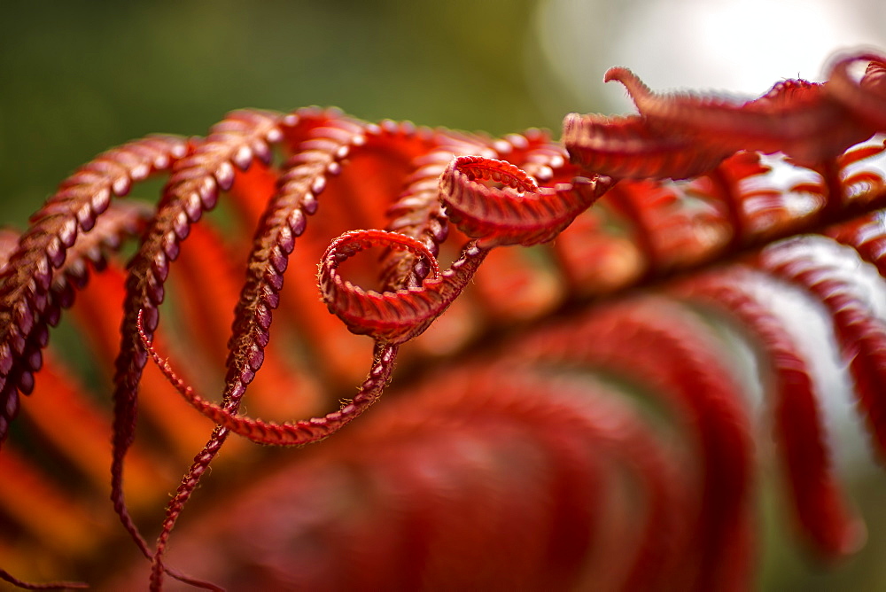 Close Up Of A Crimson Amau Fern, Hawaii, United States Of America