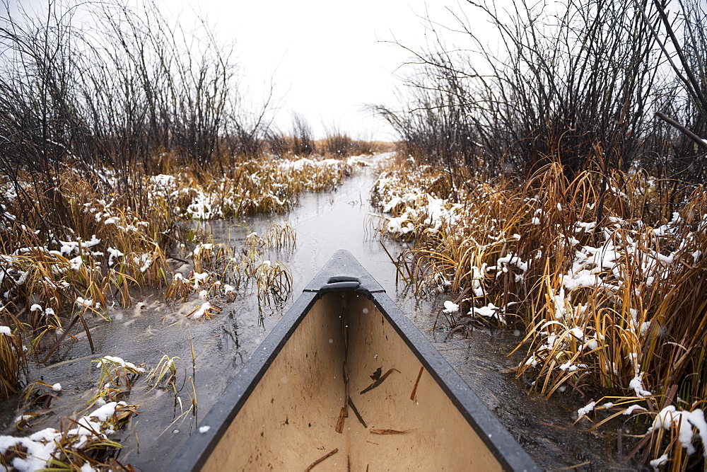 The Bow Of A Canoe Paddling Through Tall Reeds In Winter Mist, Cumberland House, Saskatchewan, Canada