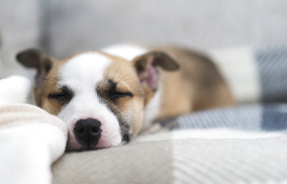 A Dog Sleeping On A Checkered Blanket, South Shields, Tyne And Wear, England