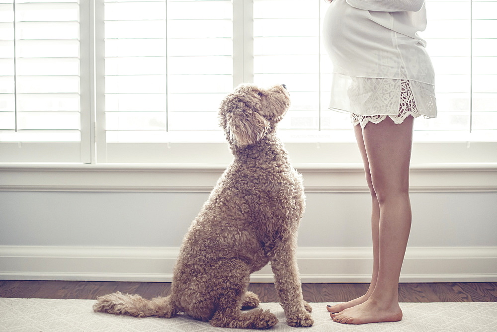 Profile Of A Sitting Dog Looking Up At Pregnant Barefoot Woman In Front Of A Window, Toronto, Ontario, Canada