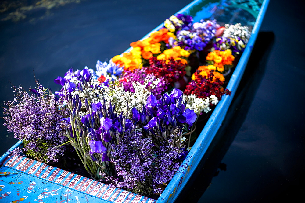 Flowers In The Bow Of A Shikara, A Kashmiri Canoe, Being Sold By A Flower Vender Or Hawker Who Paddles From Boat To Boat To Sell To Tourist And House Boat Owner, Srinagar, Kashmir, India