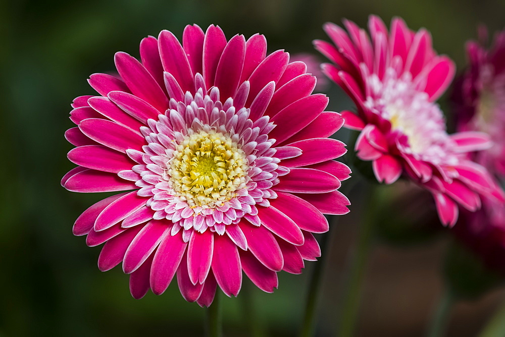 A bright pink Gerbera daisy (Asteraceae) produces showy blossoms, Astoria, Oregon, United States of America