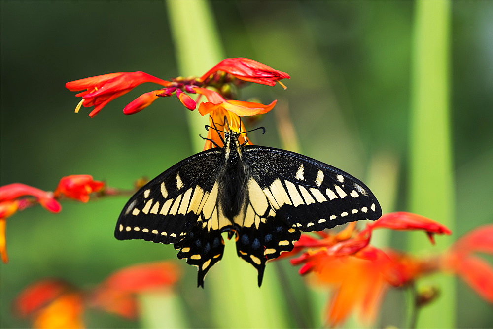 Anise Swallowtail (Papilio zelicaon) feeds on Montbretia blossoms, Astoria, Oregon, United States of America