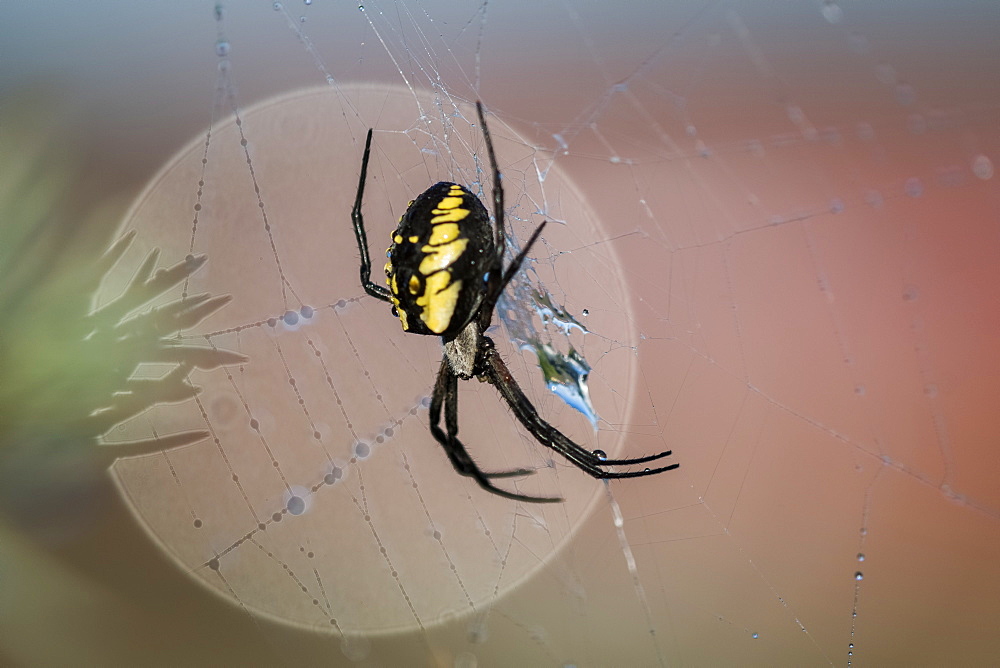 Black and yellow scary looking garden spider clings to a web, Astoria, Oregon, United States of America