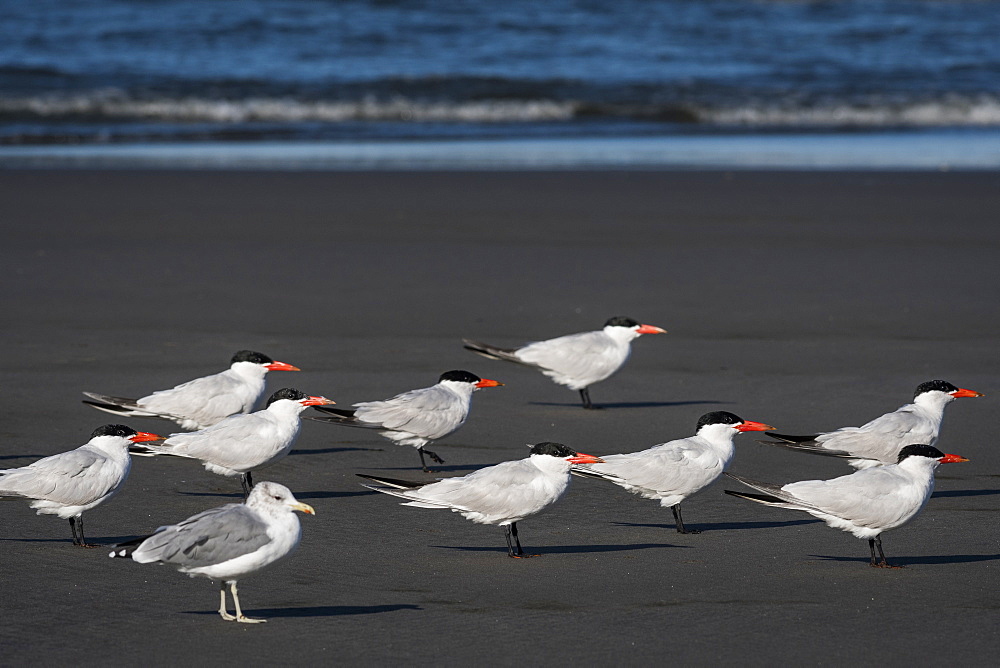 A flock of Caspian Terns (Hydroprogne caspia) and a seagull relaxes on the beach, Ilwaco, Washington, United States of America